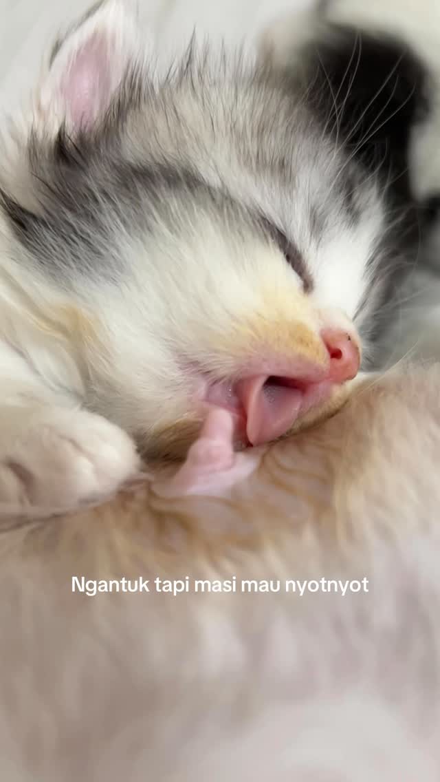 Mabu yg diperbolehkan di bulan puasa. Mabu susu 😇 #koceng #kitten #melon