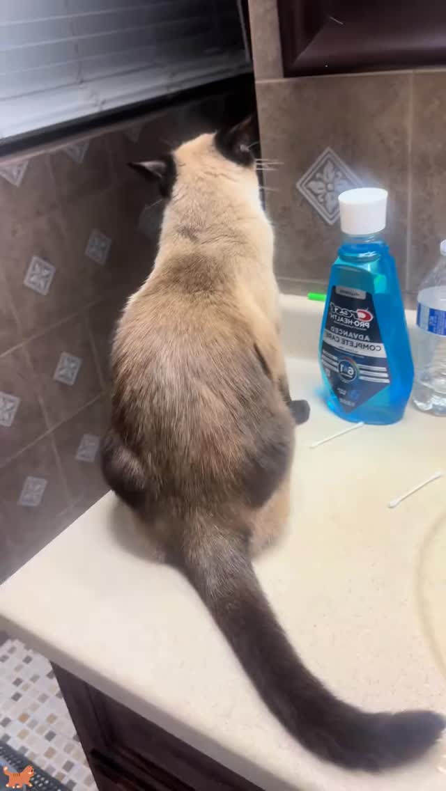My cat hates me