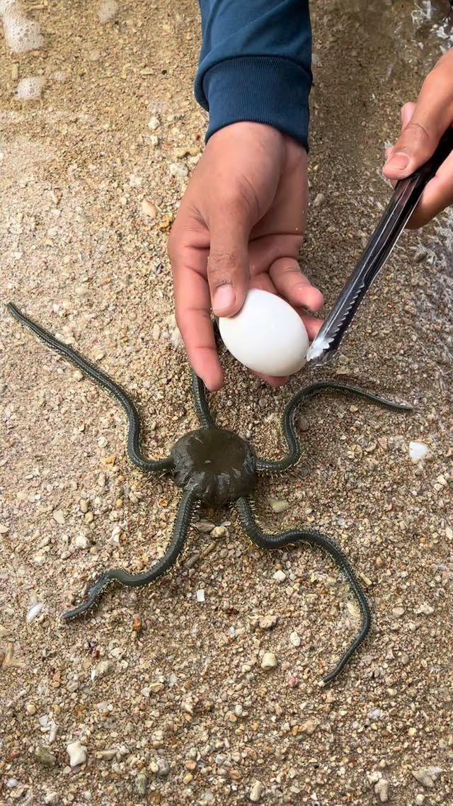 Omg😳giant brittle star cracks the egg☄️🐣😱 #Amazing #trending #star #monster