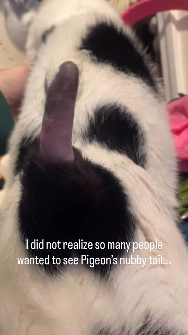 Did I think my cats nub tail would go viral? No, but it has been the funniest thing to happen this w…