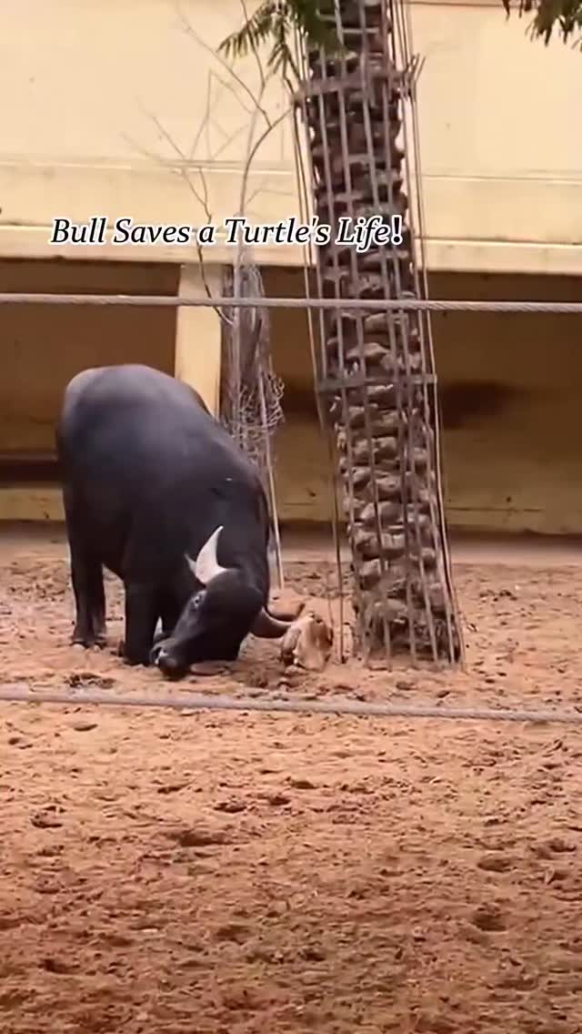 Kindness isn't just a human trait. 🐾❤️ This incredible compilation proves that empathy runs deep acr…