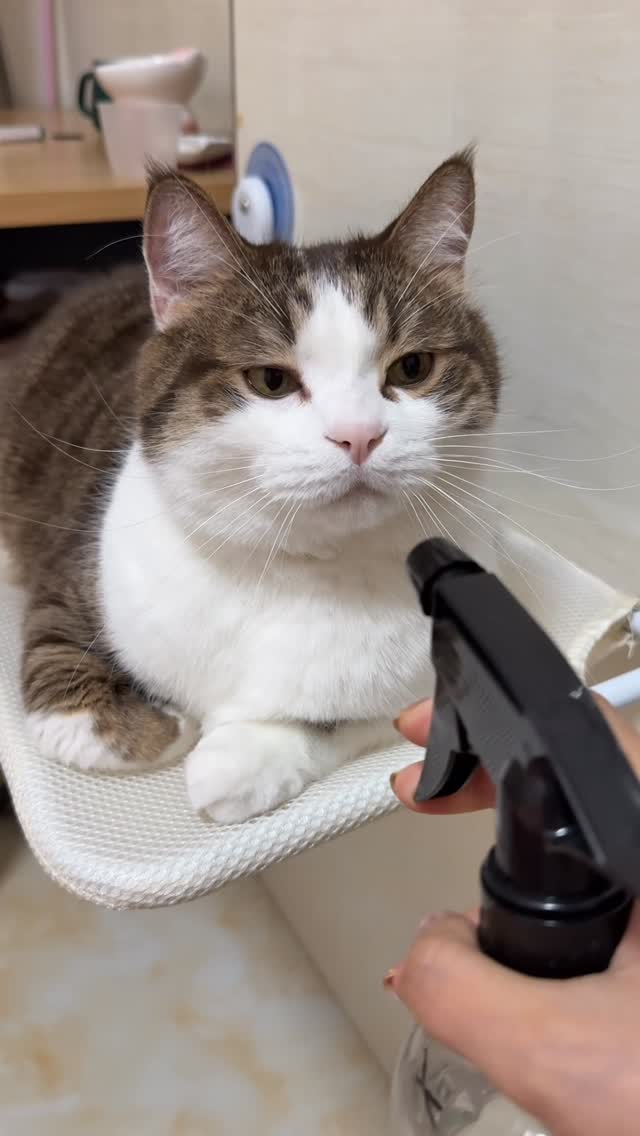今日喝水#cat #狸花猫