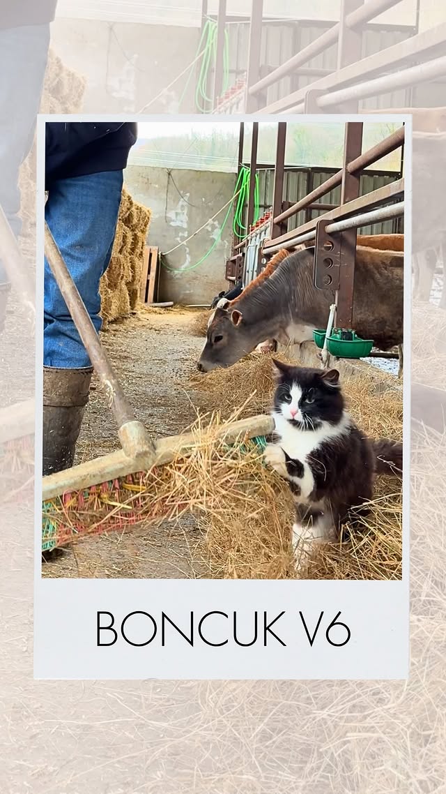 boncuk severler ekran başına😻