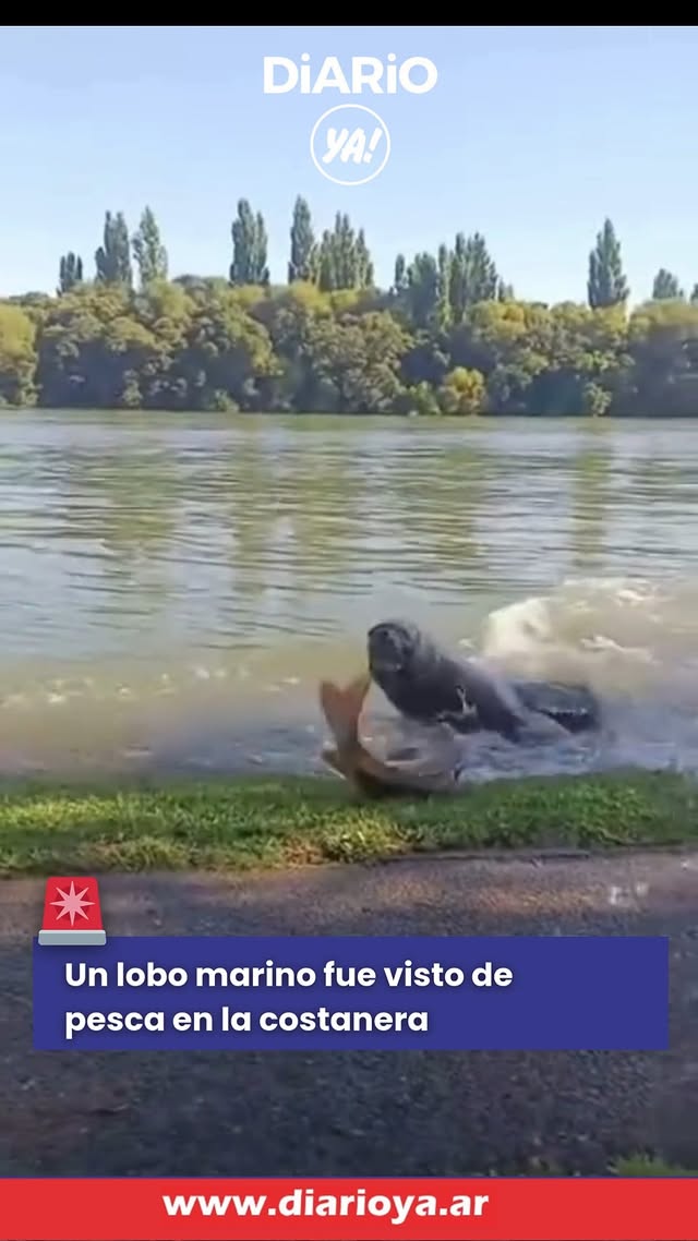 ¡UN LOBO MARINO DE PESCA EN LA COSTANERA DE PATAGONES! 🦭🐟 Un lobo marino fue filmado en plena costan…