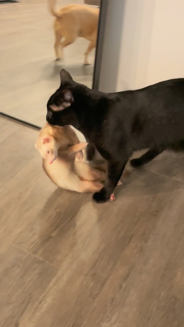 It’s like a real life Tom & Jerry 😭😂🐈‍⬛ #ferret #huron #cuteanimals #blackcat #ferretsofinstagram