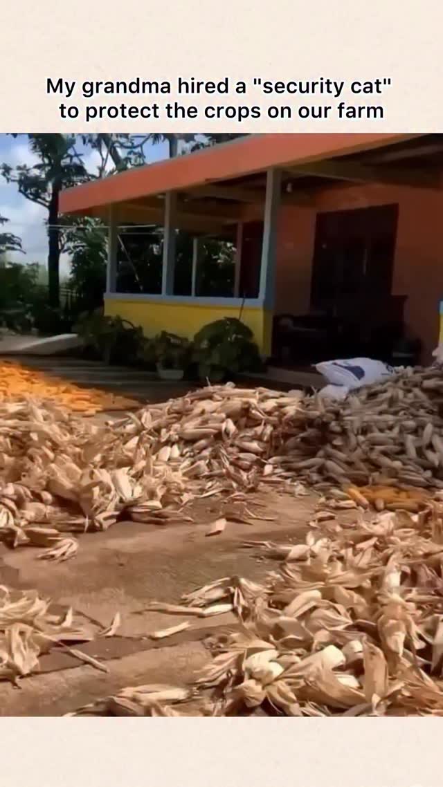 @rorokucingpaskib - credits ) The video is funny because it shows a farm where crops like corn and p…