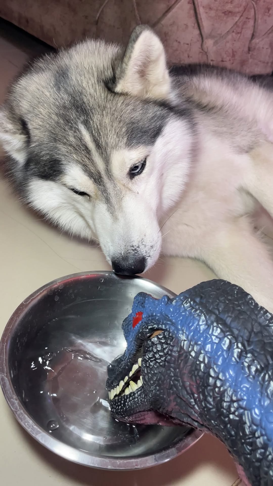 T rex drinking husky’s bowl water comedy 🤣 #husky #dogsofinstagram #siberianhusky #dog #huskylove hu…