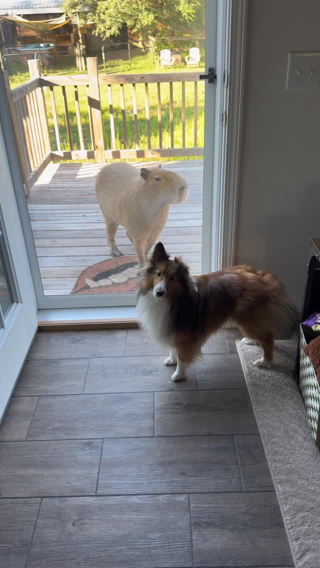 Cheesecake the capybara has really taken to sneaking over first thing in the morning while Pumpkin’s…