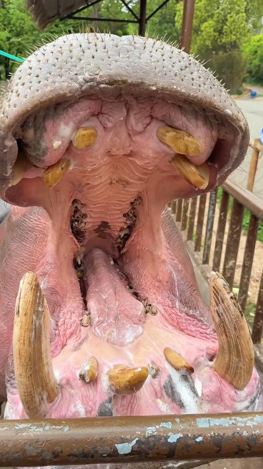 Hippo Love Sweet Muskmelon Bite 🦛🍈😂 | One Bite = Total Smash 😋🔥 #Muskmelon #HippoMasti #JuicyBite #A…