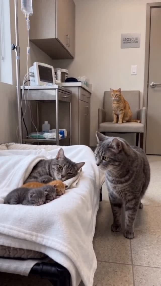 That one orange kitten… 😳 A quiet moment turns suspicious when one tiny detail doesn’t match the res…