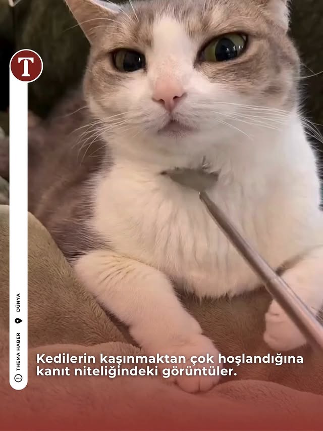 Kedilerin kaşınmaktan çok hoşlandığına kanıt niteliğindeki görüntüler. 📹 @luluandsesame . . . . Tevf…