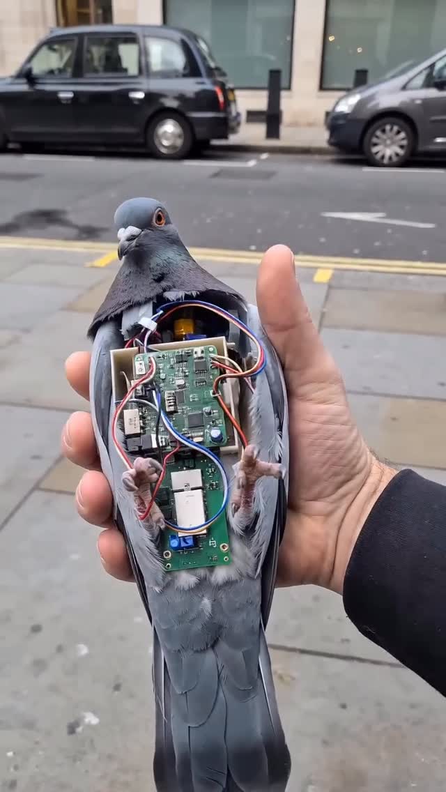 ROBO PIGEON