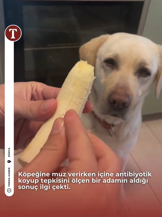 Köpeğine muz verirken içine antibiyotik koyup tepkisini ölçen bir adamın aldığı sonuç ilgi çekti. 📹 …
