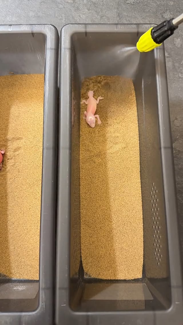 The Gecko Shower" Experience! 🦎🚿. . . . . . #gecko #reptiles #satisfying #petlover #USA #nature