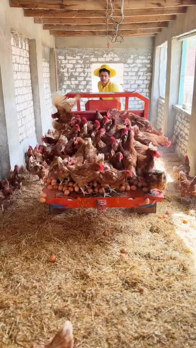 كيف قمت بتربية الدجاج داخل الغرفة 🐓🥰 How I Raised Chickens Indoors