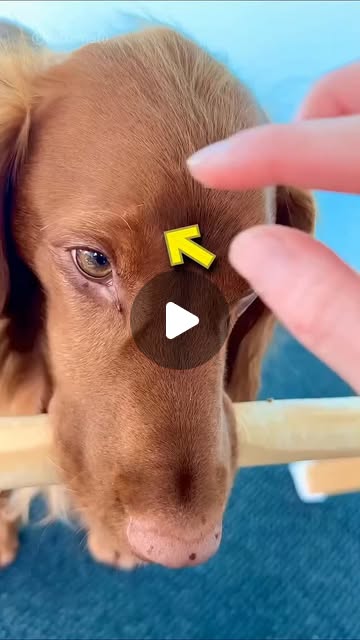 Owner Help Dog With Tick #pets #catvideos .