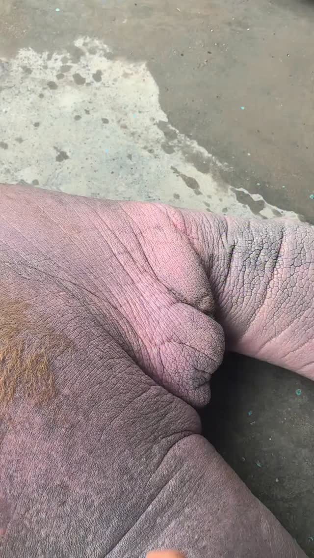 #walrus