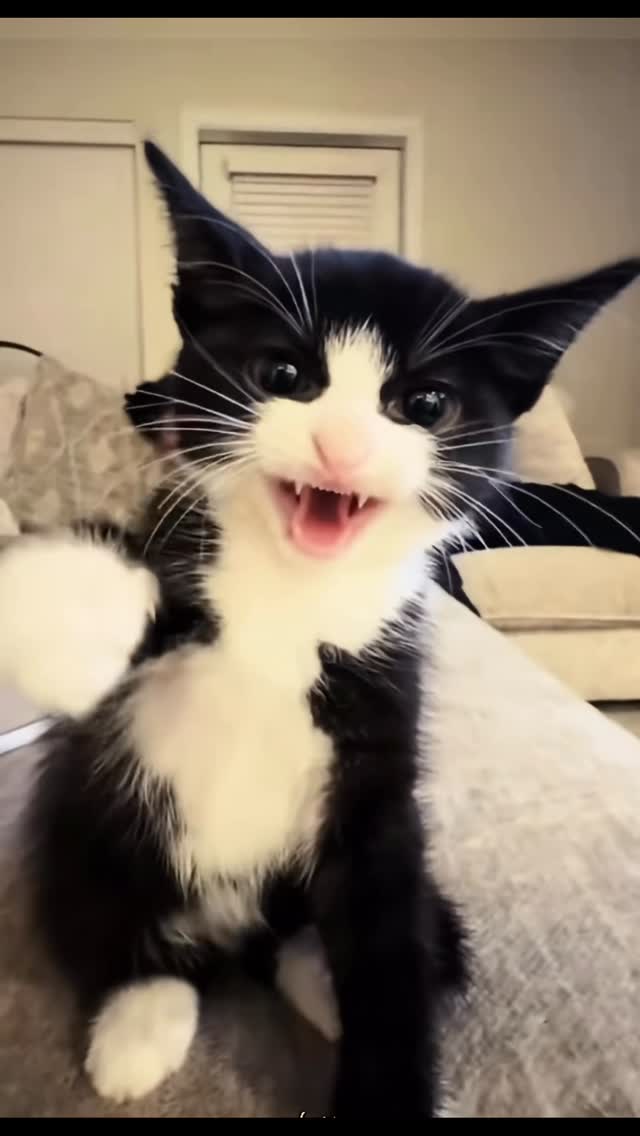 Günümüz kötü geçtiğinde, bu kediler gibi oluyoruz 😺