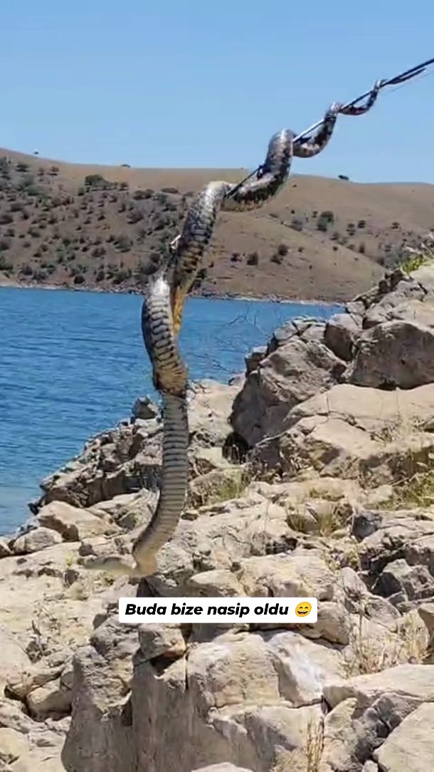 Buda bizim şansımız 😄 . . . . #yılan #fishing #oltabalıkçılığı #yılanbalığı #reels