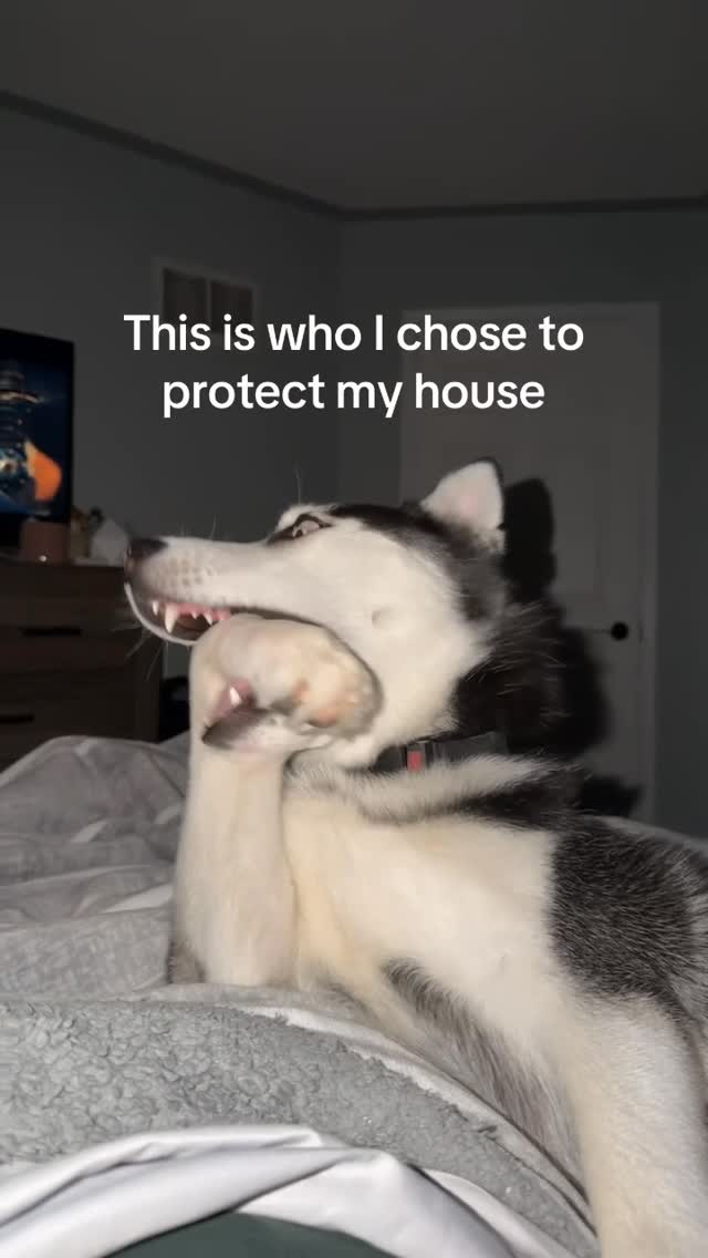 POV: your security system runs on 2 brain cells🤣 #husky #funnyhusky #funnyhuskyvideo #siberianhusky …