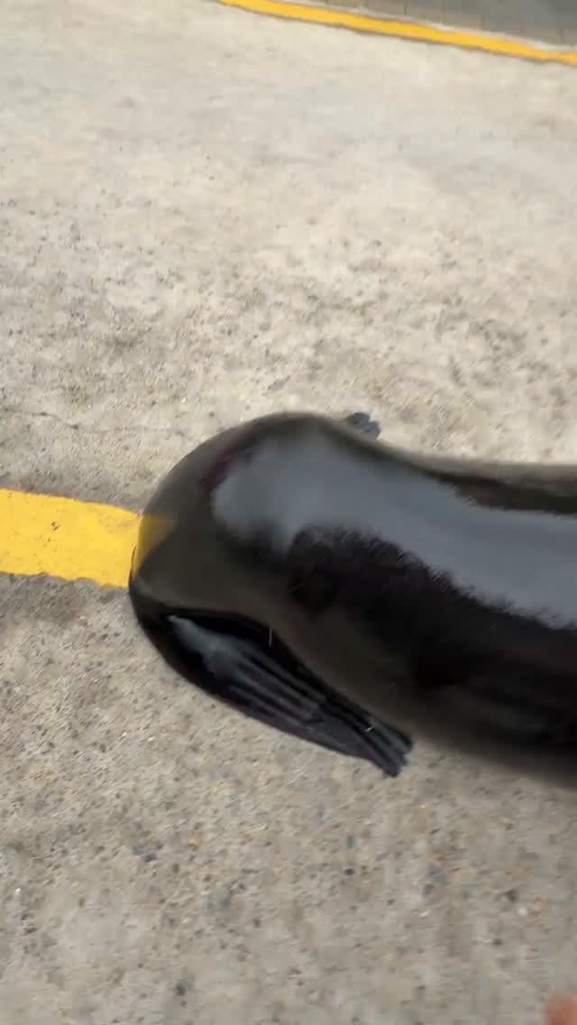 #sealion