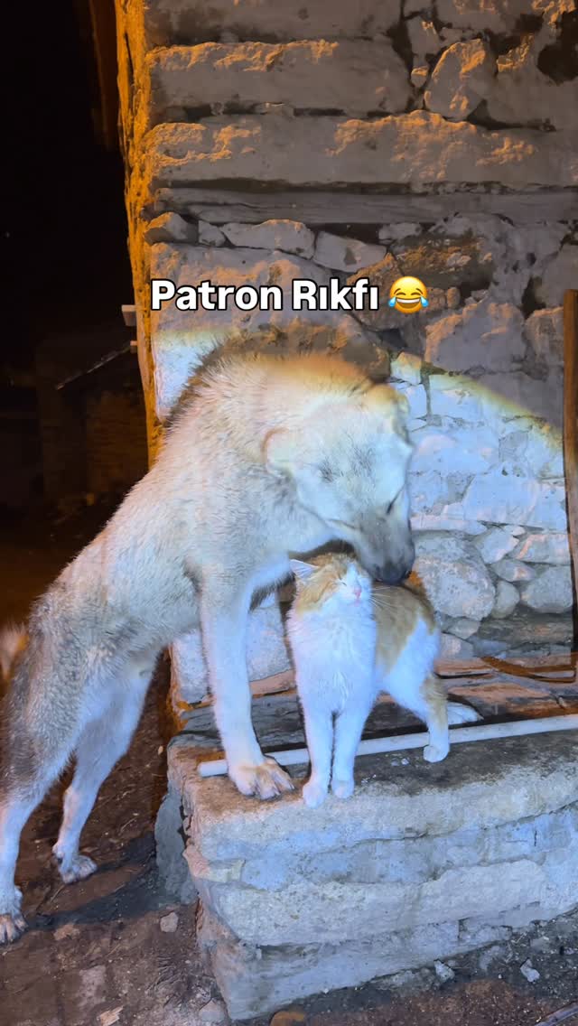 Yok böyle bir Kedi 🤣 hep diyorum Kangal kedisi Rıfkı diye buyurun anlatmaya gerek yok