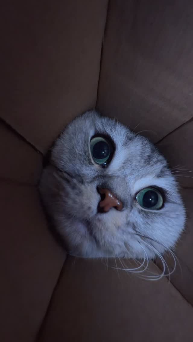 POV: ur the last pringle.😼#cat #pet #cute #pov