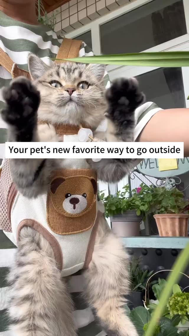 Carrying my little cat on my chest makes everything feel softer 🐱💛 #catlife #catlover #pettravel #ca…