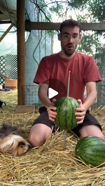 Guinea pigs vs watermelon