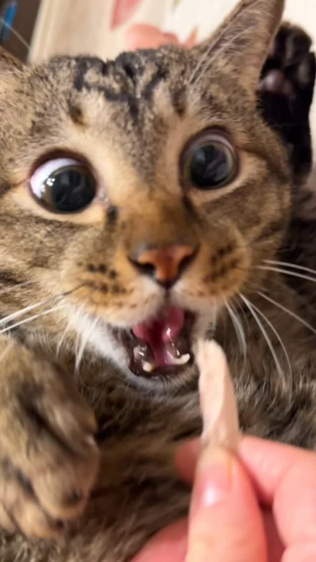 Animals pin