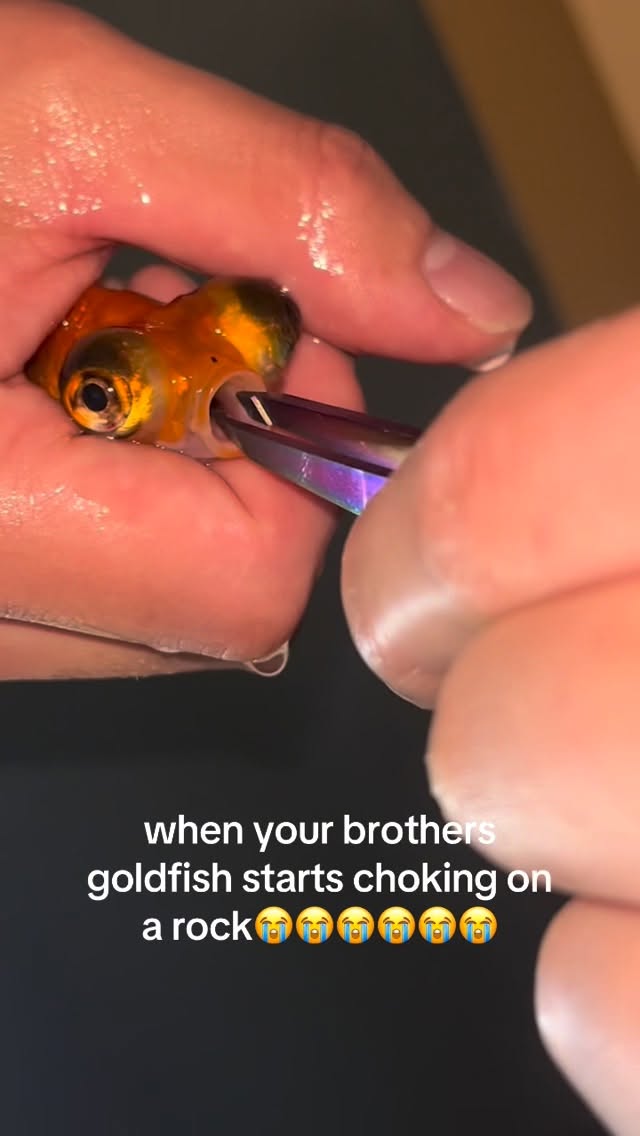 put us as your emergency contact 🤣 sorry sis we had to use ur tweezers lol #fyp #explorepage #chokin…