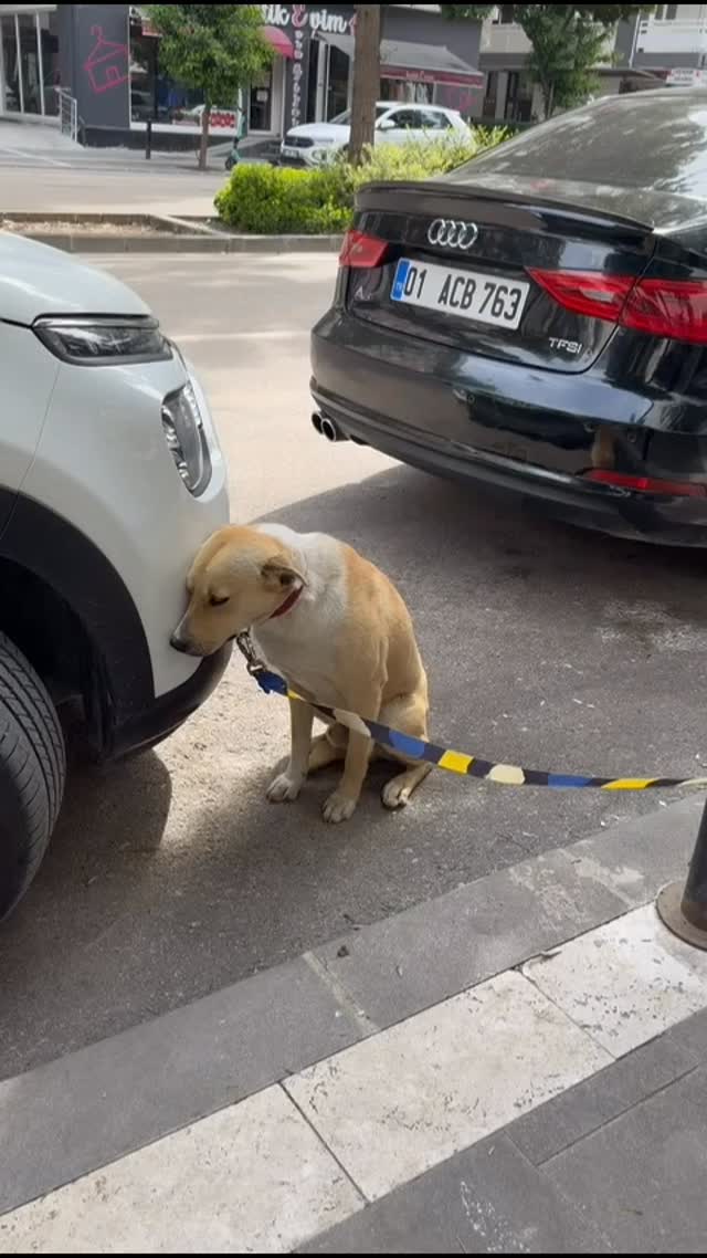 Ruhi gittigi yerden geri gelıyor Bu cocuk ıcın guvenlı bahcelı bı ev cok sevecek gozu gıbı bakacak b…
