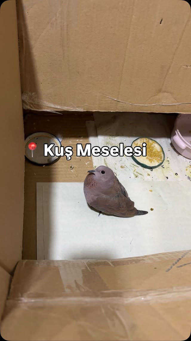 Bi küçük kuş meselesi #keşfet #bursa