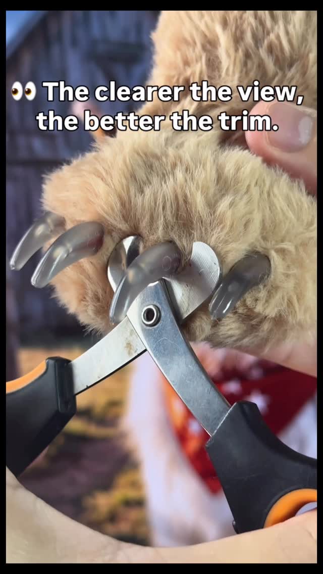 👀 The clearer the view, the better the trim. 💡 See the quick. Know where to stop. #petcare #doglover…