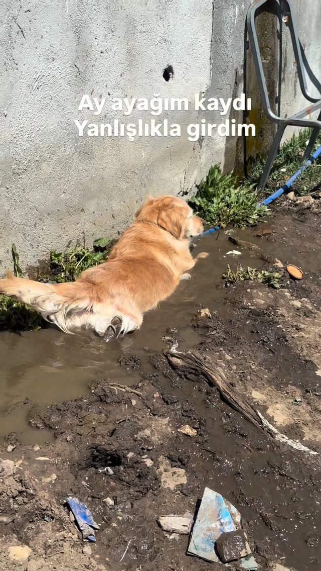 Bülbülü altın kafese koymuşlar ille de pislik ille de Çamur demiş. İtiraf edeyim keyif aldığı ve dil…