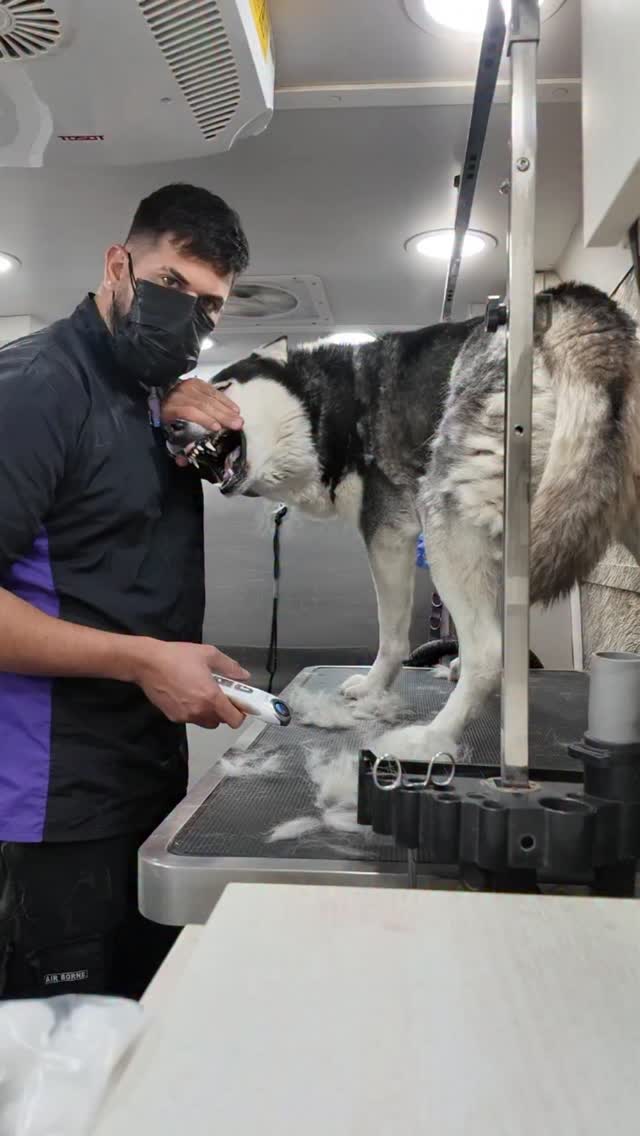 El bipolar le dicen 🐾🐺🐺#husky #grooming