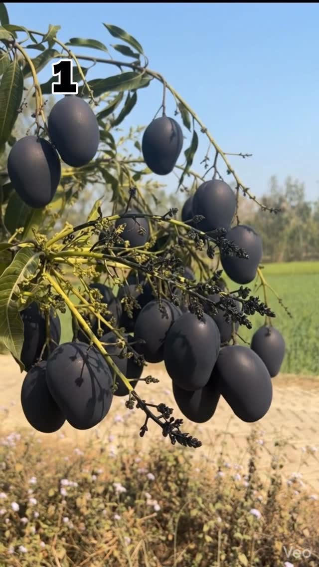 Black mango experiment #reel #experiment #mango #blackmango