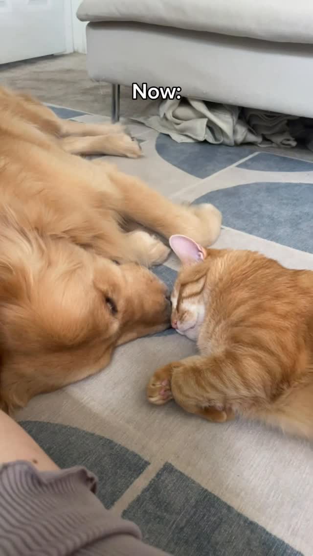 Who’s cutting onions 🧅😭 #goldenretriever #orangecat #goldenbearollie #unlikelyanimalfriends