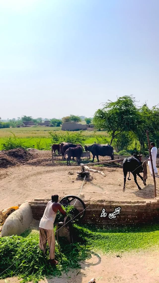 Traditional gear toka machine with high speed bull/ #short #traditional #CulturalHeritage #trendingv…