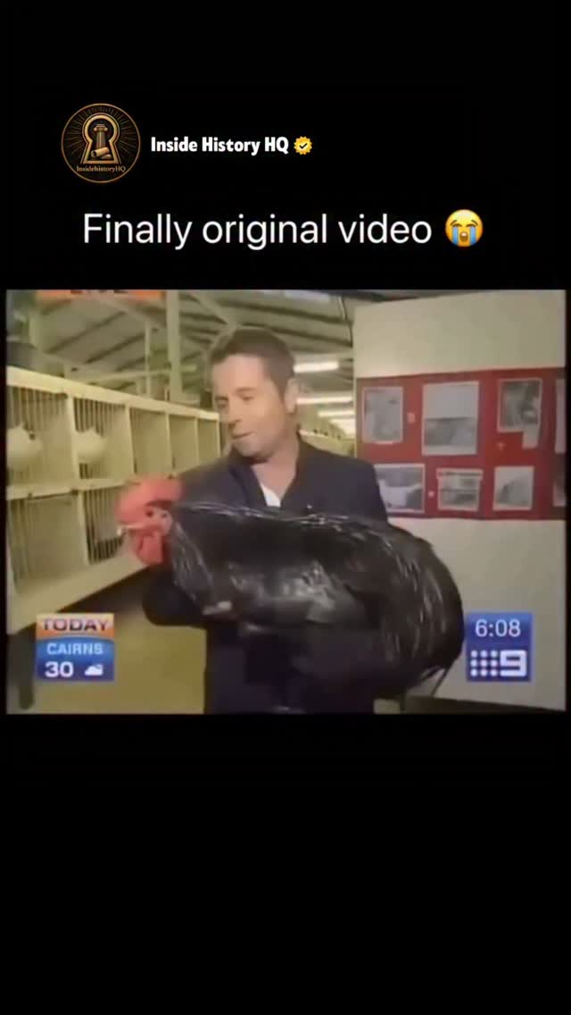 🐔😄🔥 Black hens may seem calm at first, but they can be surprisingly bold and fearless when disturbed…