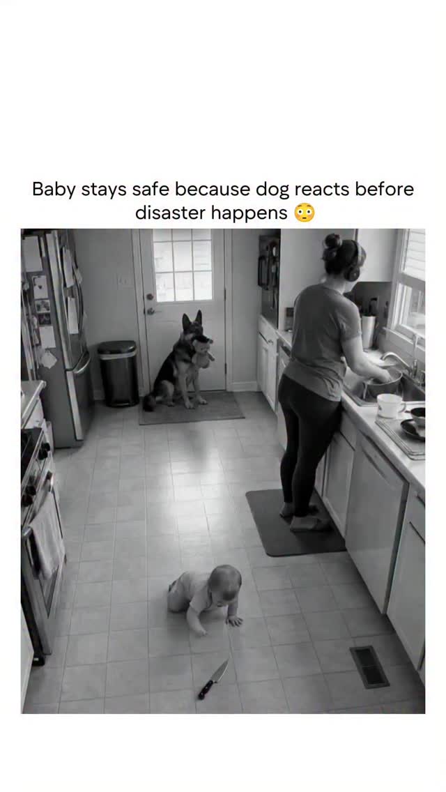 The post shows a security camera-style video of a German Shepherd intervening to pull a crawling bab…