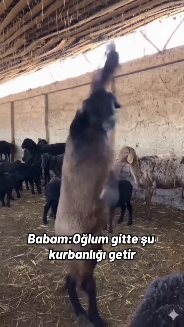 Bu bizi keser