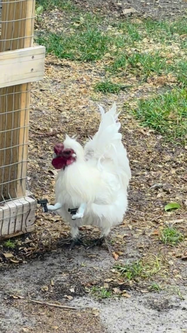 #chickensoftiktok