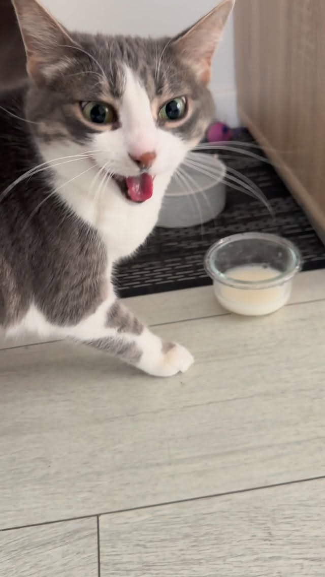 It’s not the same as the first t.. yes, it is🐈 #meowed #cats #catlover #cat