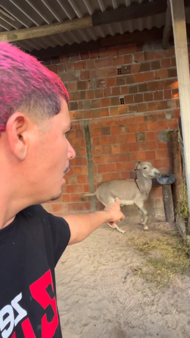 Babão do lule 🫏😂