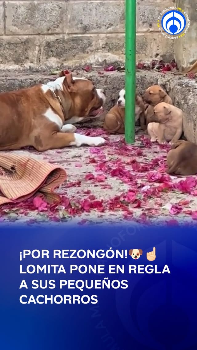 ¡A mí no me ande rezongando!🤭 Una perrita pitbull se volvió viral por la manera en la que pone en re…