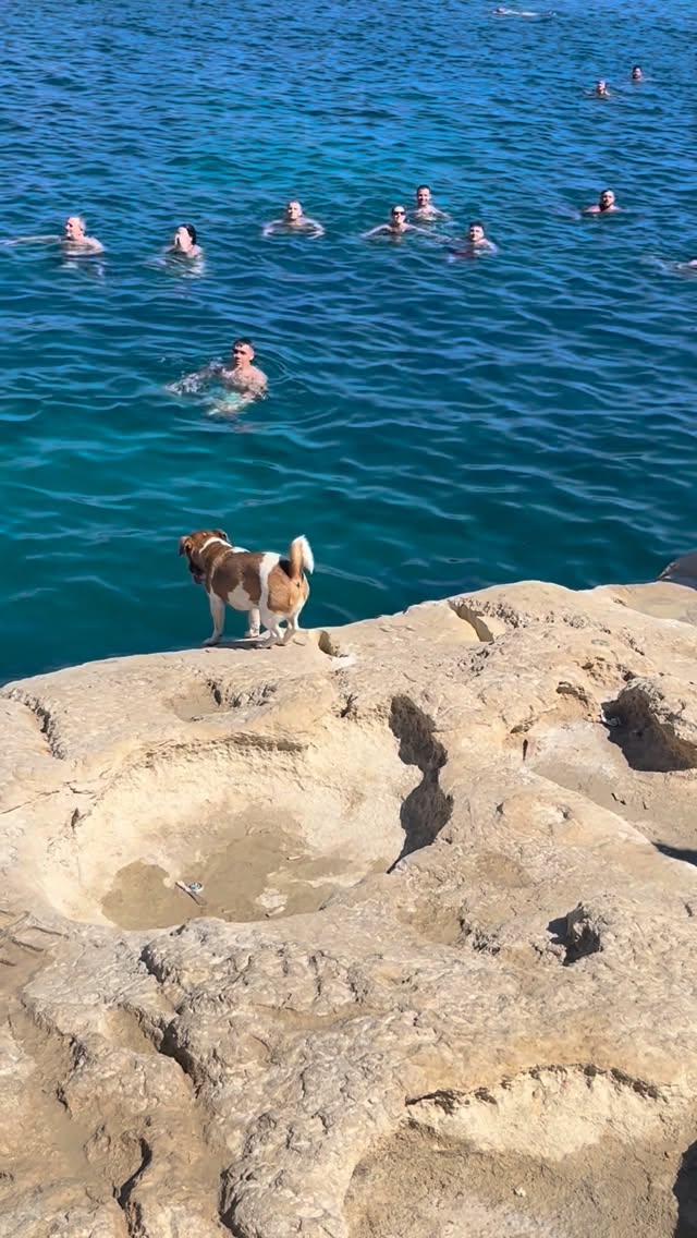 Who has seen Tina the diving dog? Hoping to see them again when I return in a few weeks! Was so luck…