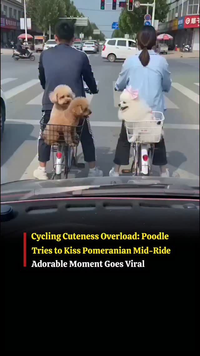 A delightful video is winning hearts online as two cyclists ride along with their adorable pet dogs …