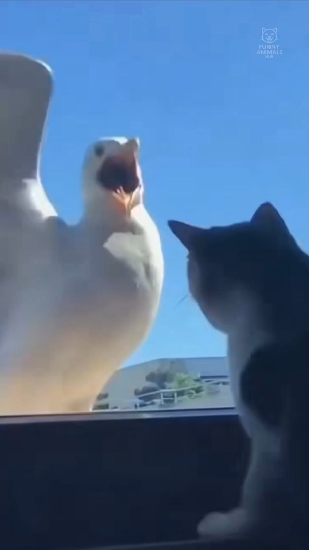 Cat vs Bird 😂 | Part 171 #cat #funnyvideo #catlover #fyp #reels