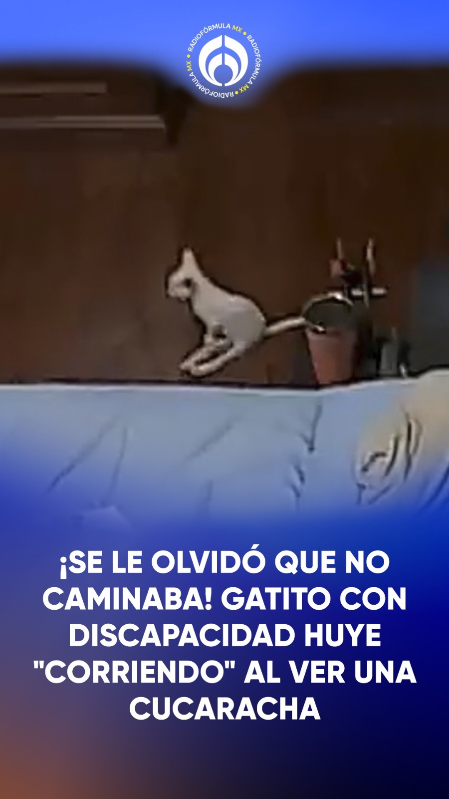 🐱¡Se le olvidó que no caminaba!🤭 Cámara de seguridad capta tierno momento, en el que un gatito con d…